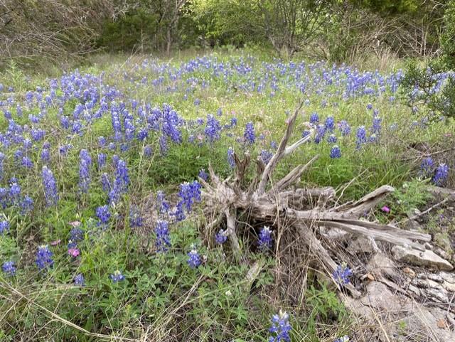 1365 Pedernales Hills RD
