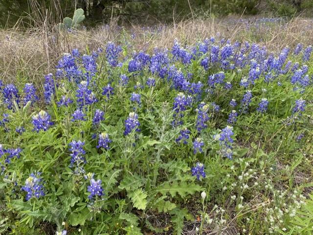 1365 Pedernales Hills RD