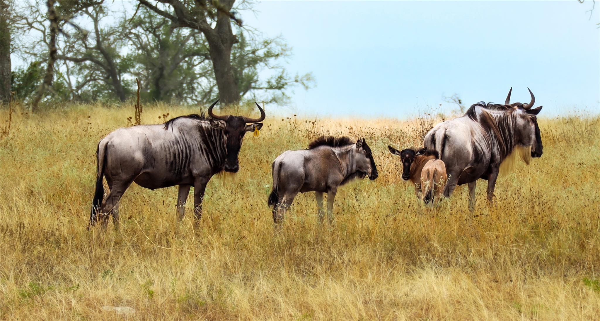 556 Cliff View-Lot 53 LOOP