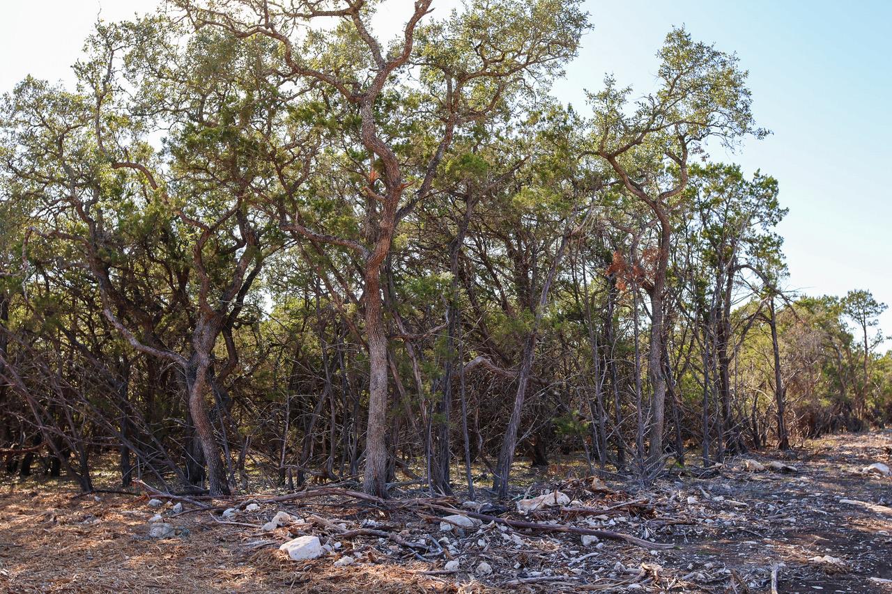 3101 - 1 Longhorn TRL