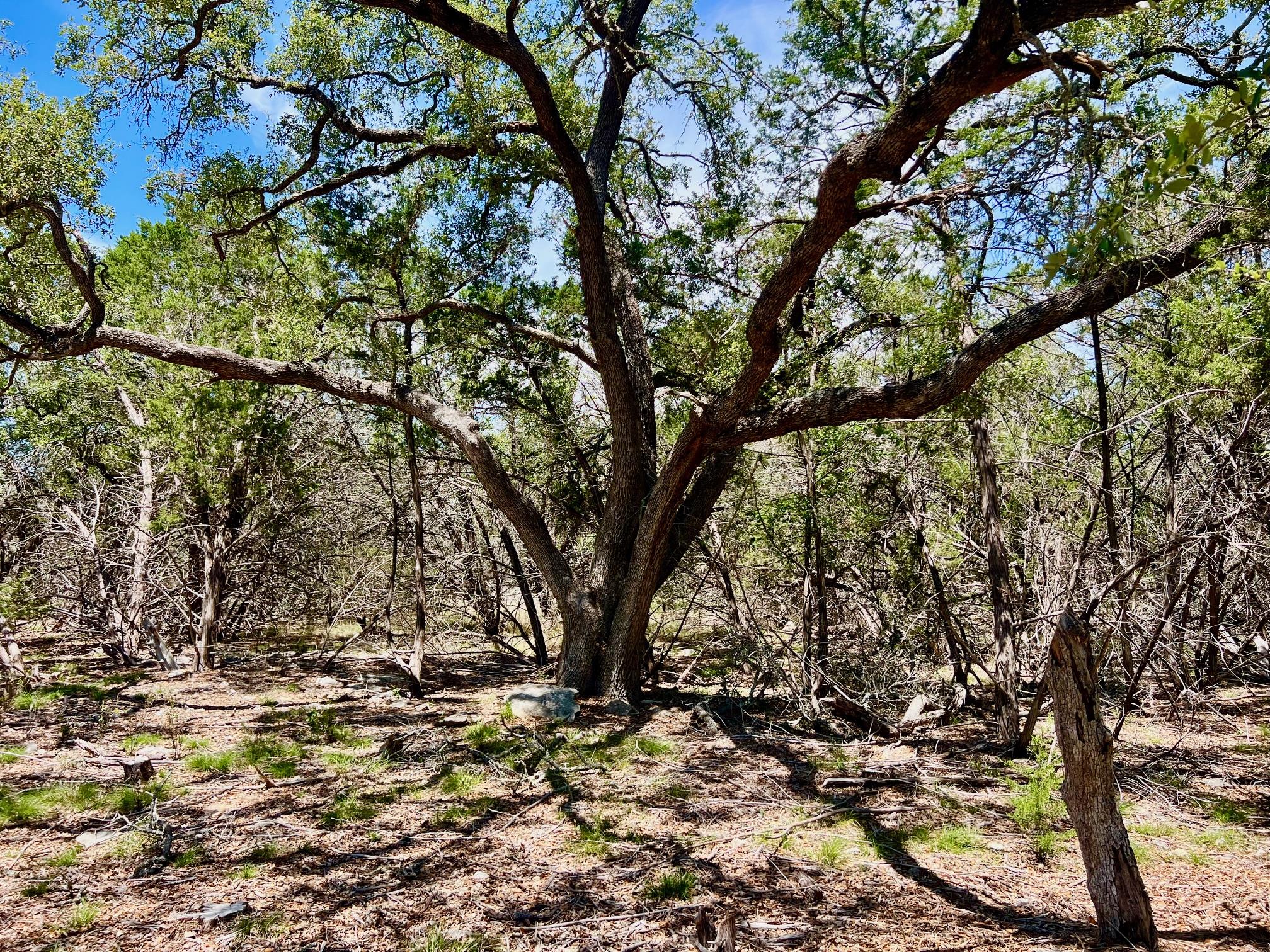 TBD Forest View DR 1