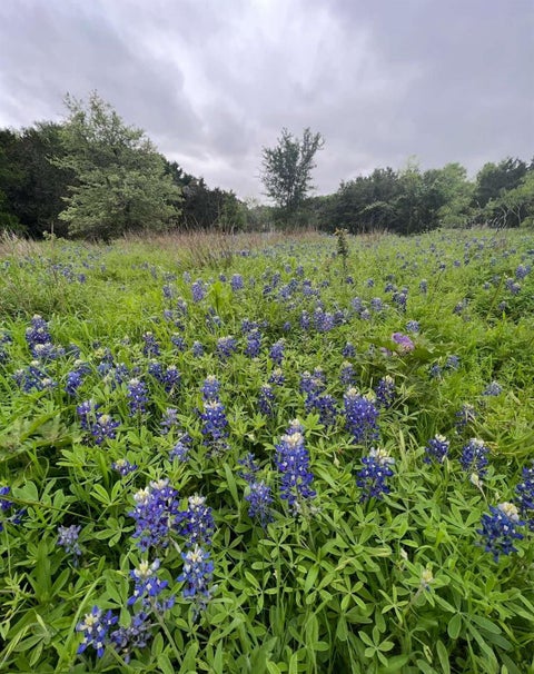 Tiny photo for 10214 Bilbrook PL, Austin, TX 78748 (MLS # 3675234)