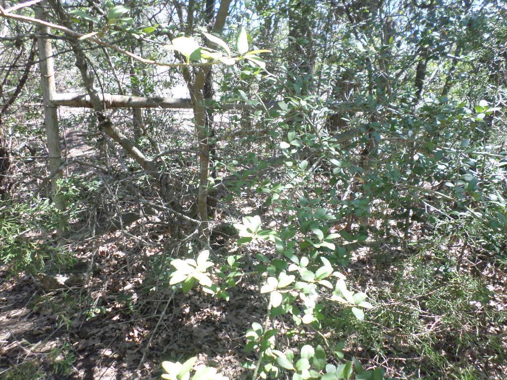 TBD R68370 Walter Hoffman RD H