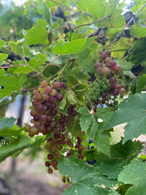 Tiny photo for 306 Tavish TRL, Austin, TX 78738 (MLS # 4329521)