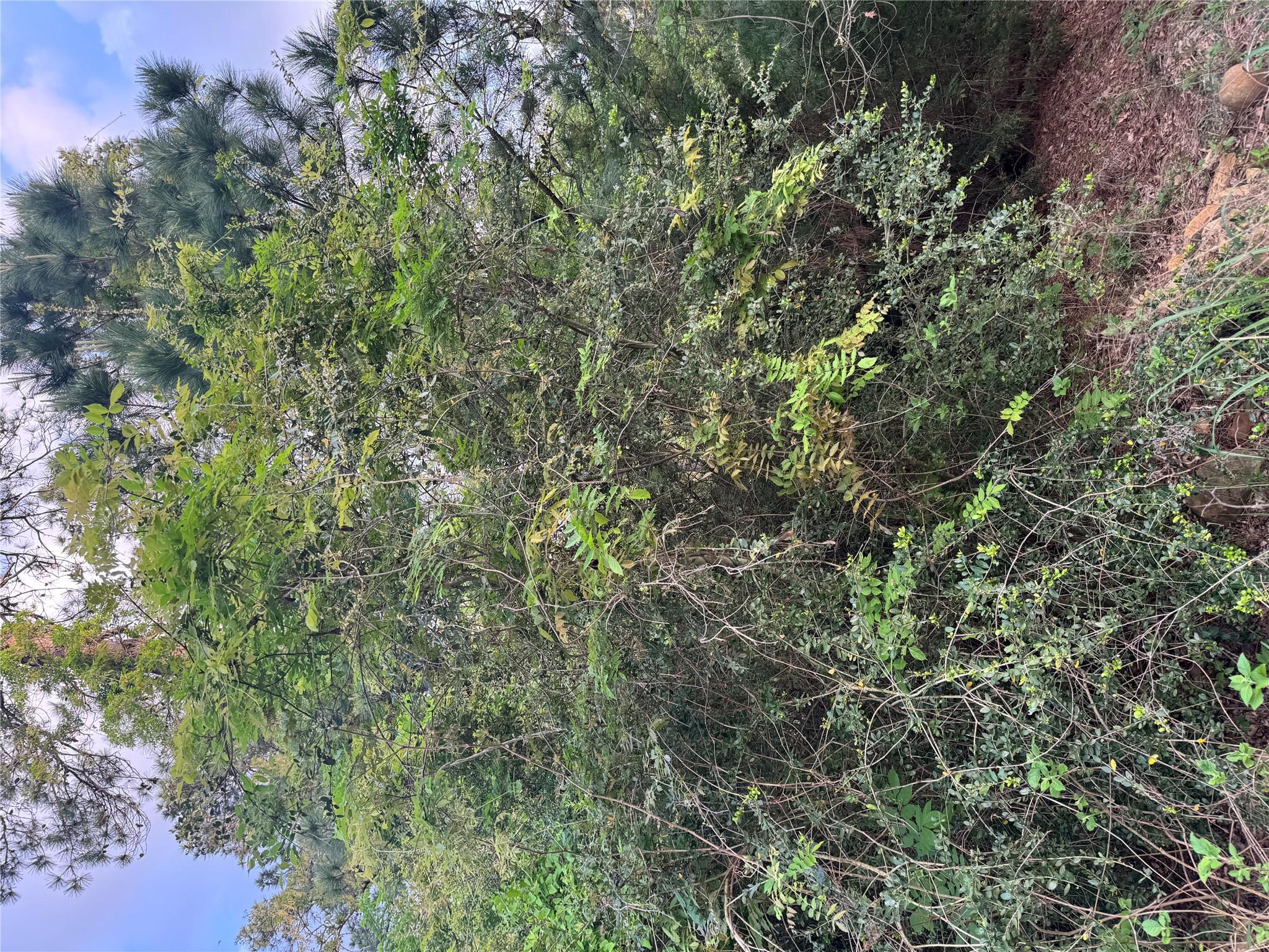 Lot 1386 N Pahihi DR