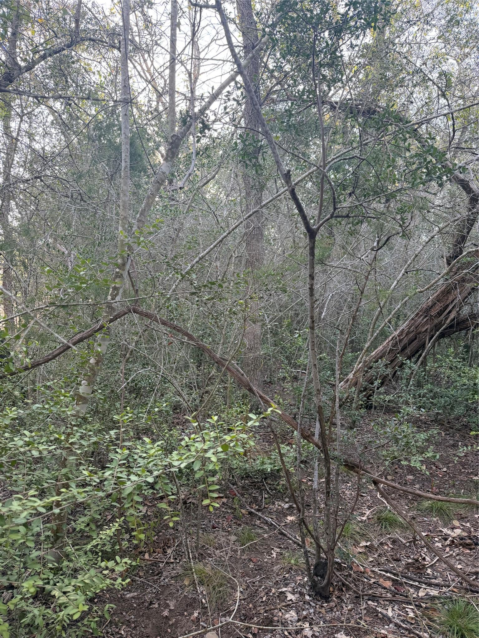 Lot 608 Waimanalo DR