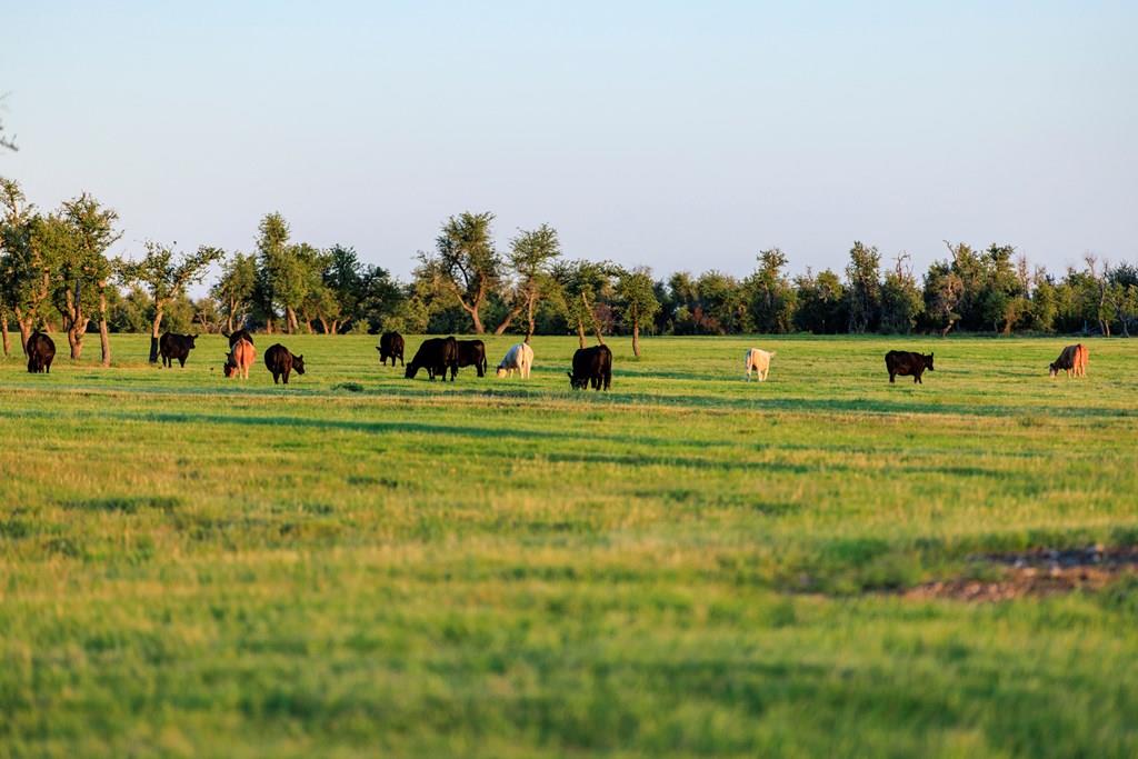 14087 Ranch Road 965 Highway