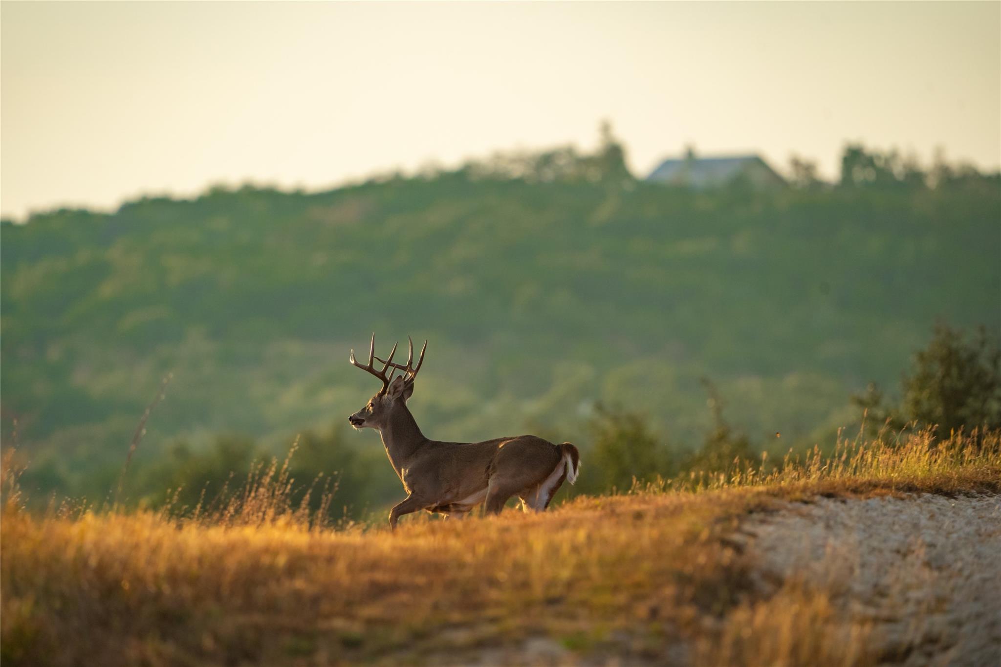 518 Curly H Ranch RD