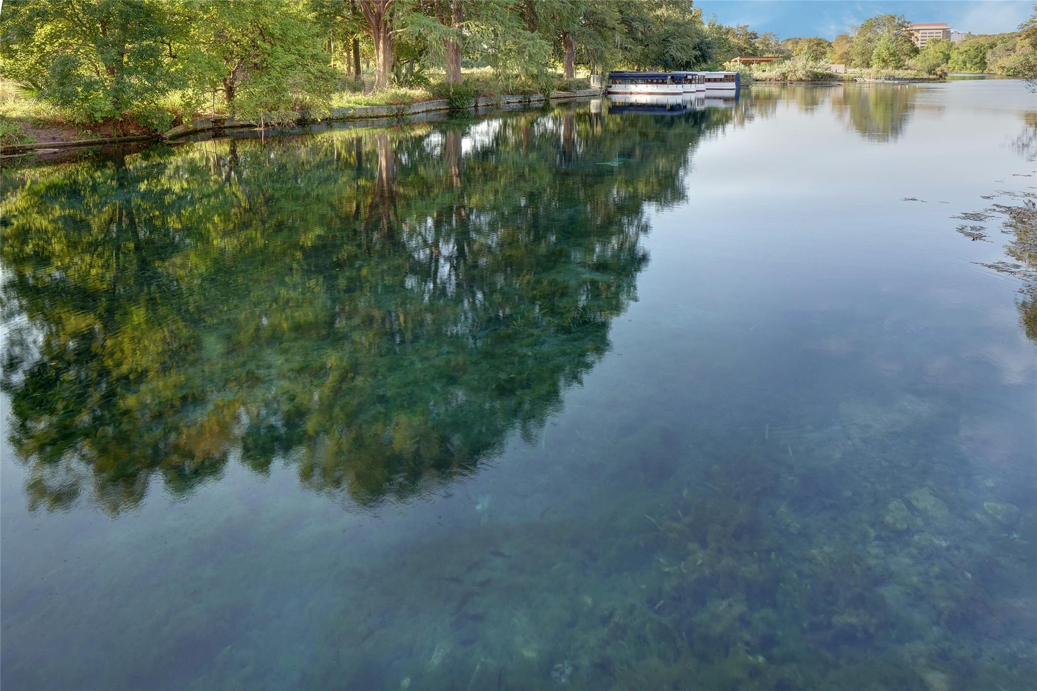 204 Knockout Rose DR