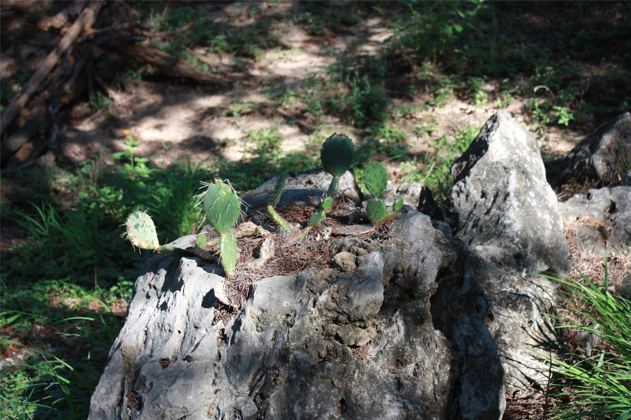 New Braunfels, Texas 78132, United States, 3 Bedrooms Bedrooms, ,2 BathroomsBathrooms,Residential,Pending,53986