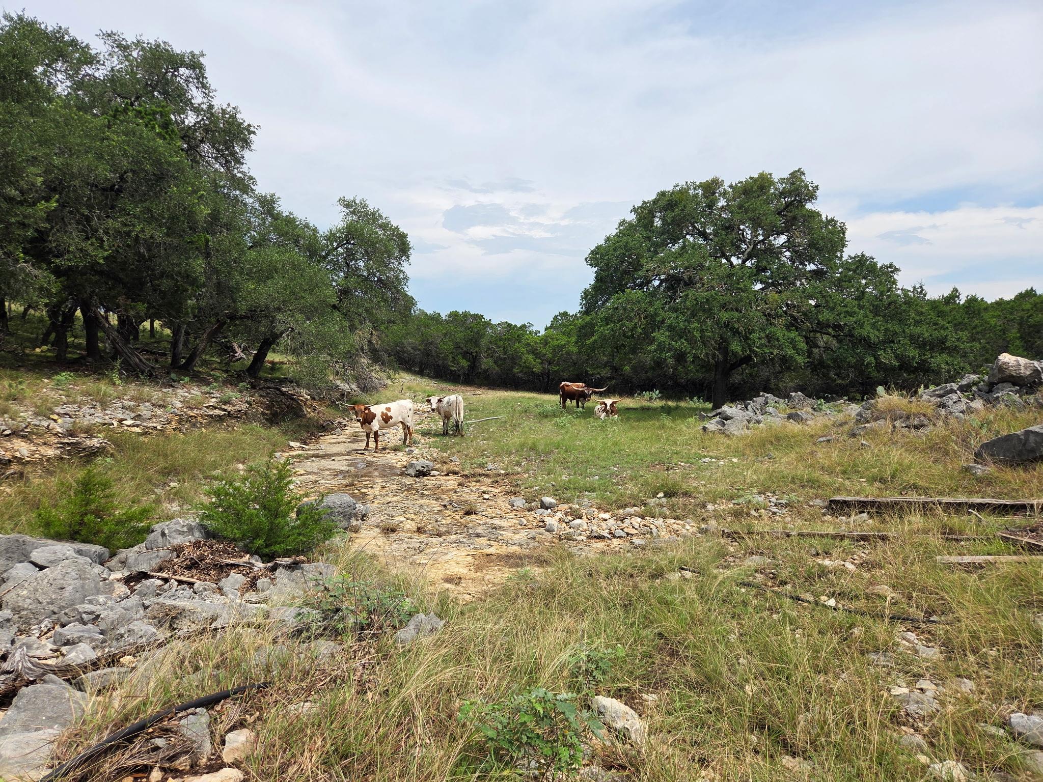 28070 Natural Bridge Caverns RD