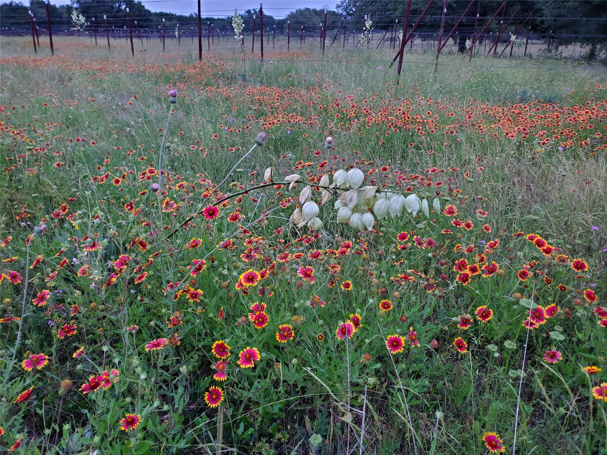 TBD Hidden Springs DR