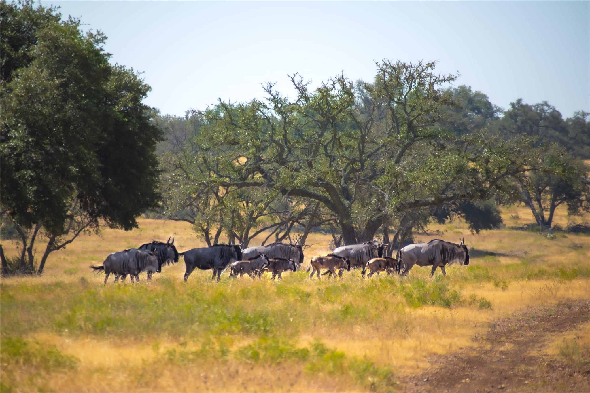 Lot 55 Pack Saddle Dr DR