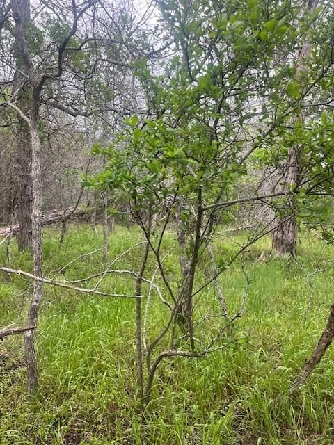 Photo of Lot 628 Hilea CT, Bastrop, TX 78602 (MLS # 8976106)