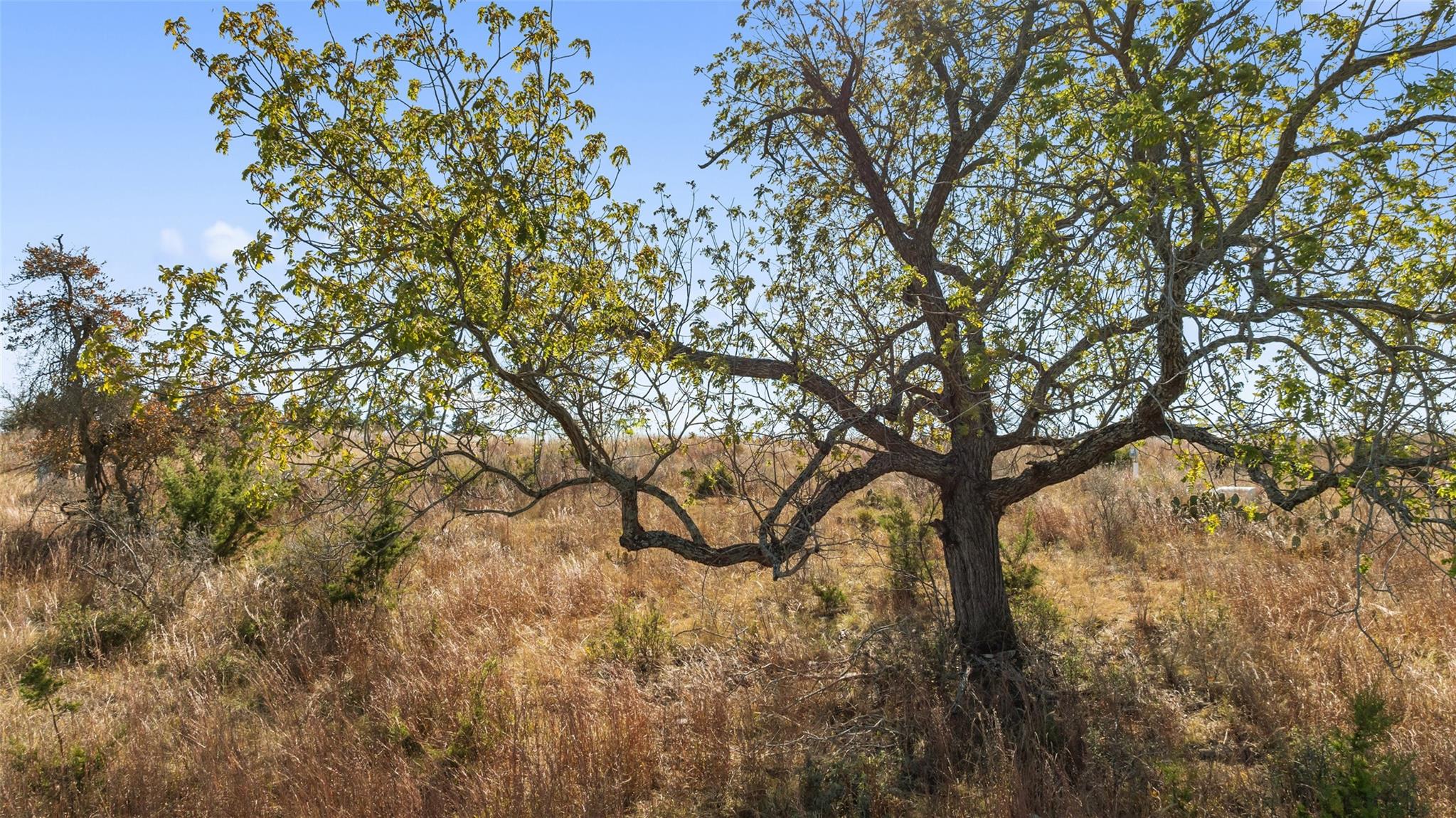 271 S Cielo Vista CT