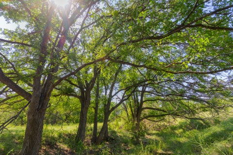Photo of TBD County Road 180 Covered Meadows Ranch RD, Purmela, TX 76566 (MLS # 9076816)