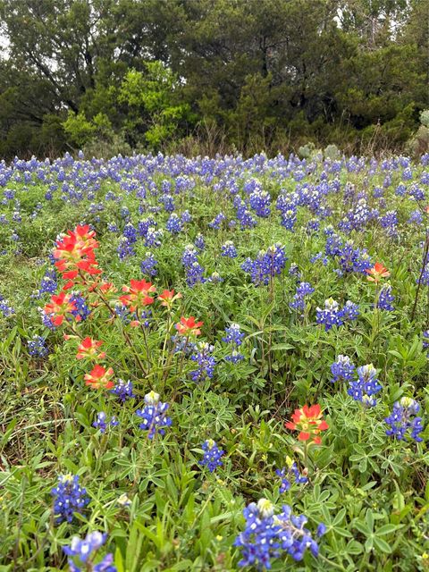 Tiny photo for 10032 Scull Creek DR, Austin, TX 78730 (MLS # 9506570)