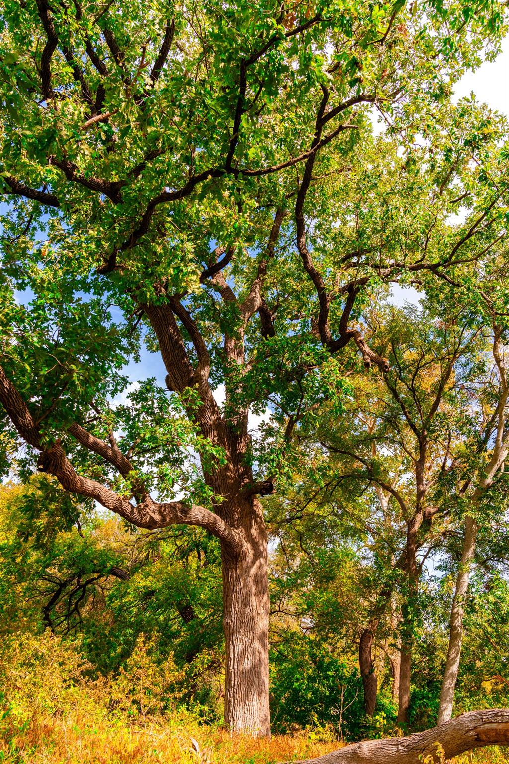 159 Brushy Creek TRL