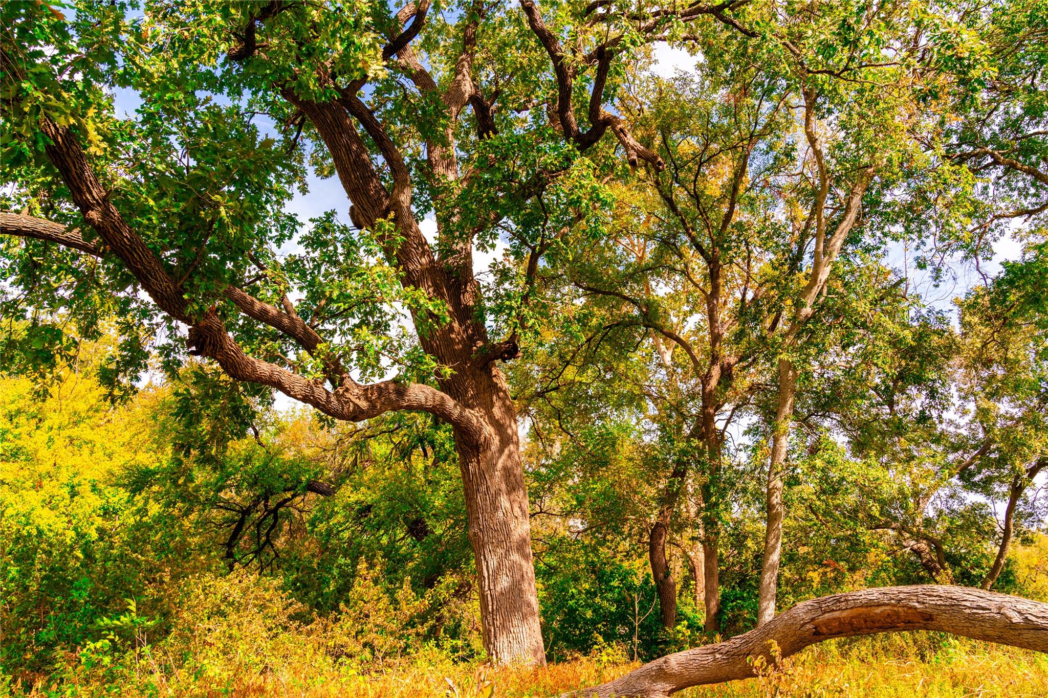 159 Brushy Creek TRL