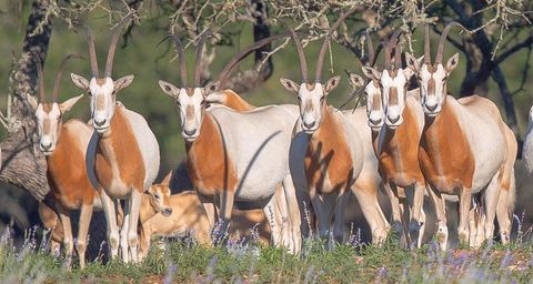 205 S FLAT ROCK WAY Johnson City TX 78636