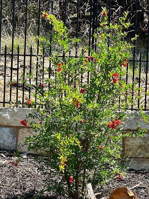 Tiny photo for 21504 Santa Domingo LN, Lago Vista, TX 78645 (MLS # 2826544)
