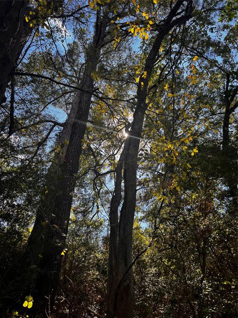 Photo of 411 Laura LN, Bastrop, TX 78602 (MLS # 9048603)