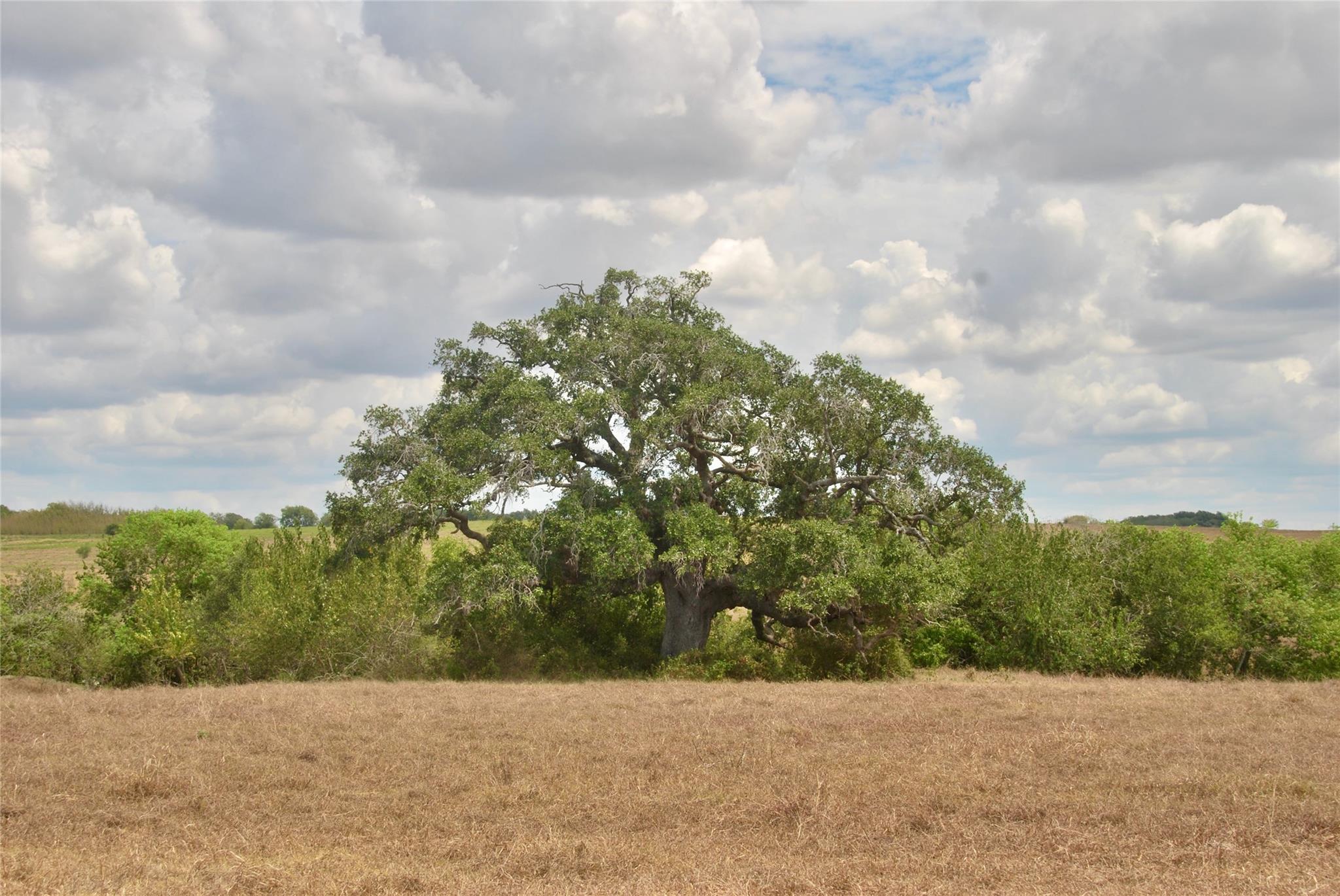 Tract 4 County Road 366