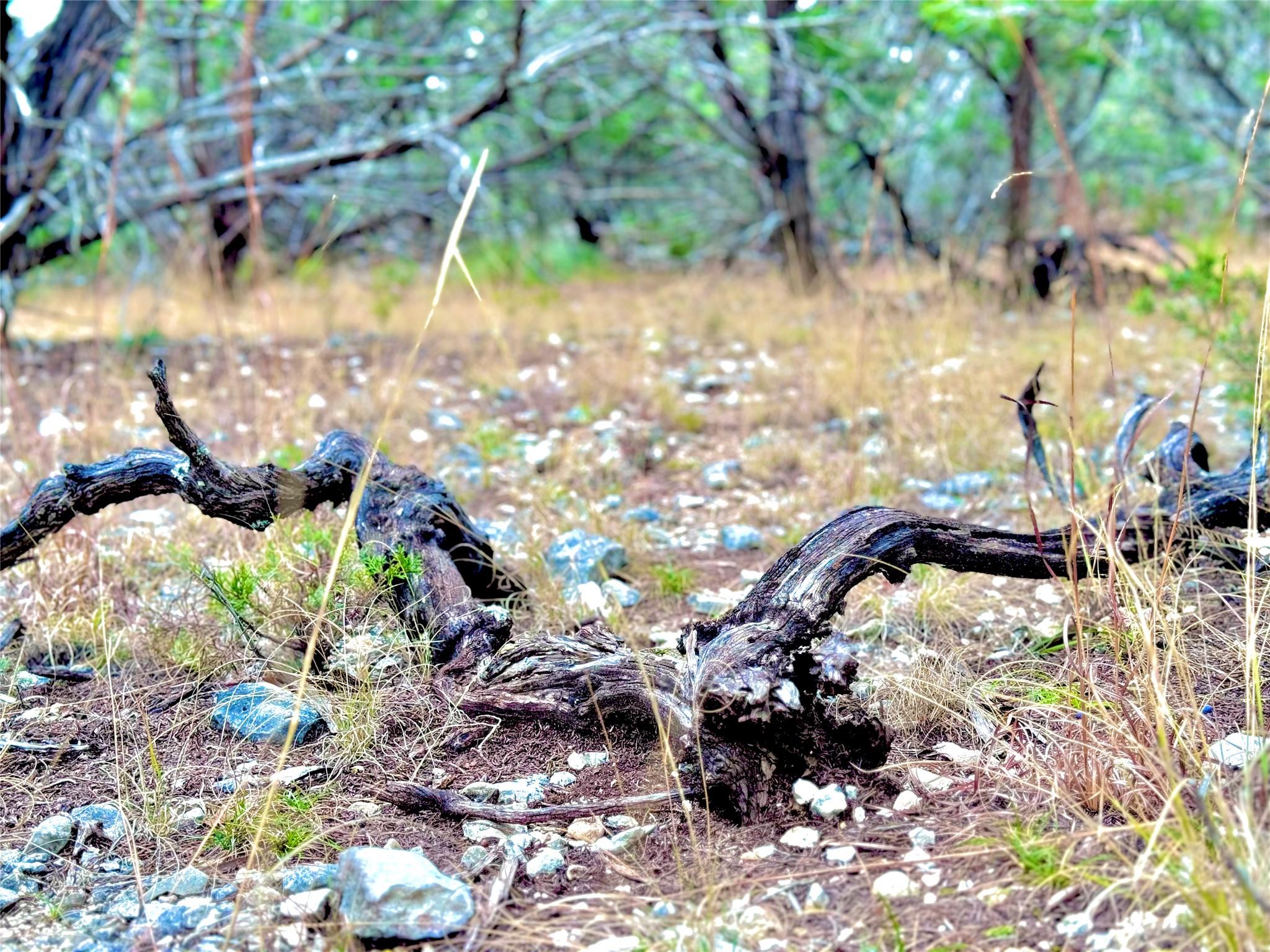 424 Armadillo Trail DR E