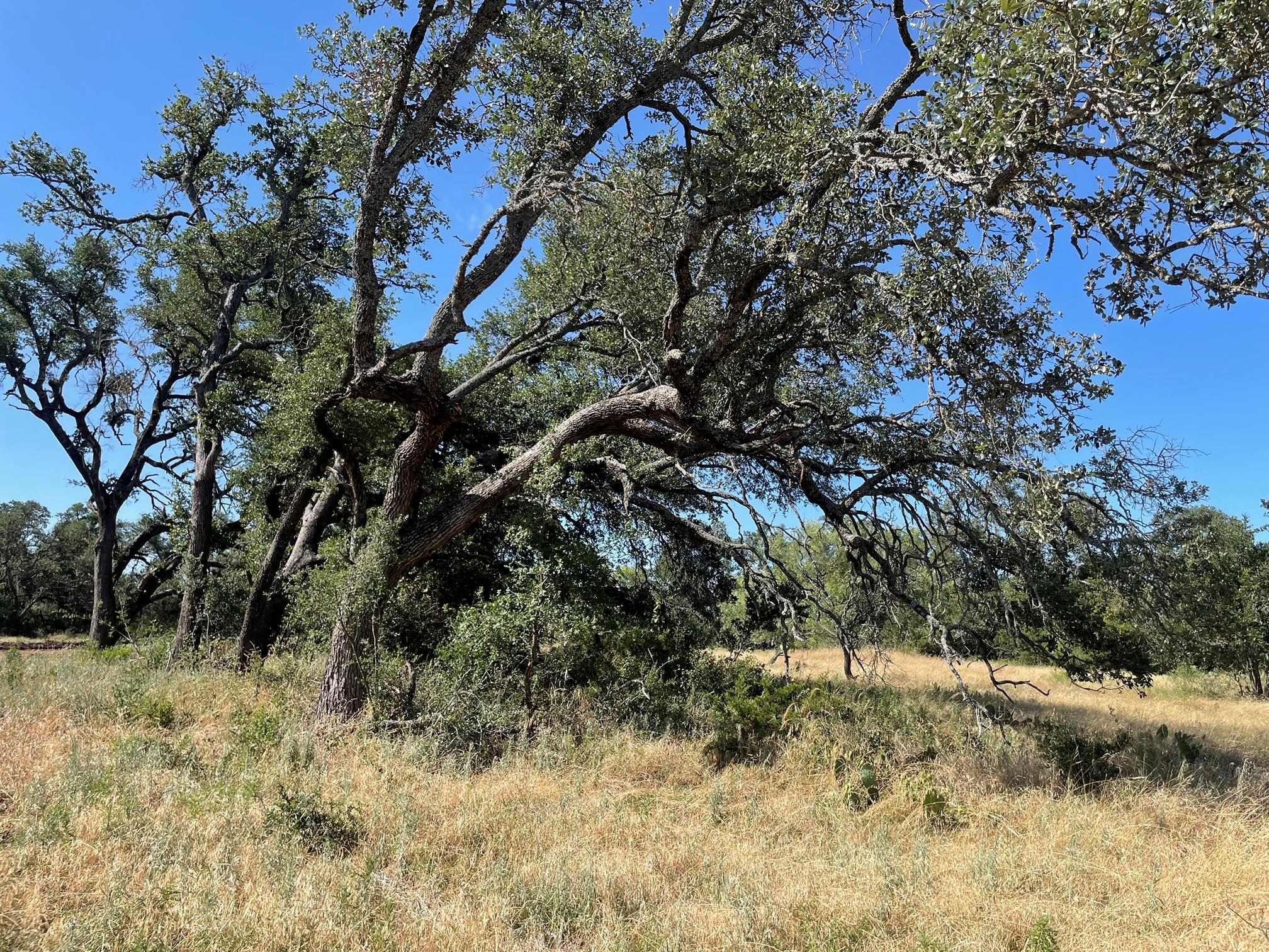 Lot 200 Swamp Creek Cove