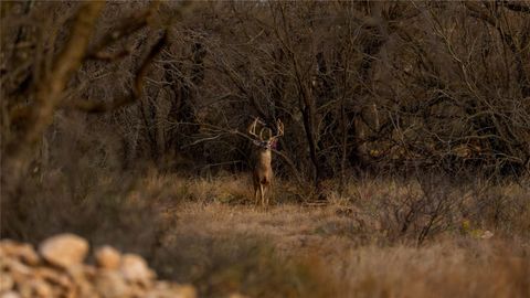 Photo of 20775 County Road 1445, Paint Rock, TX 76866 (MLS # 8993793)