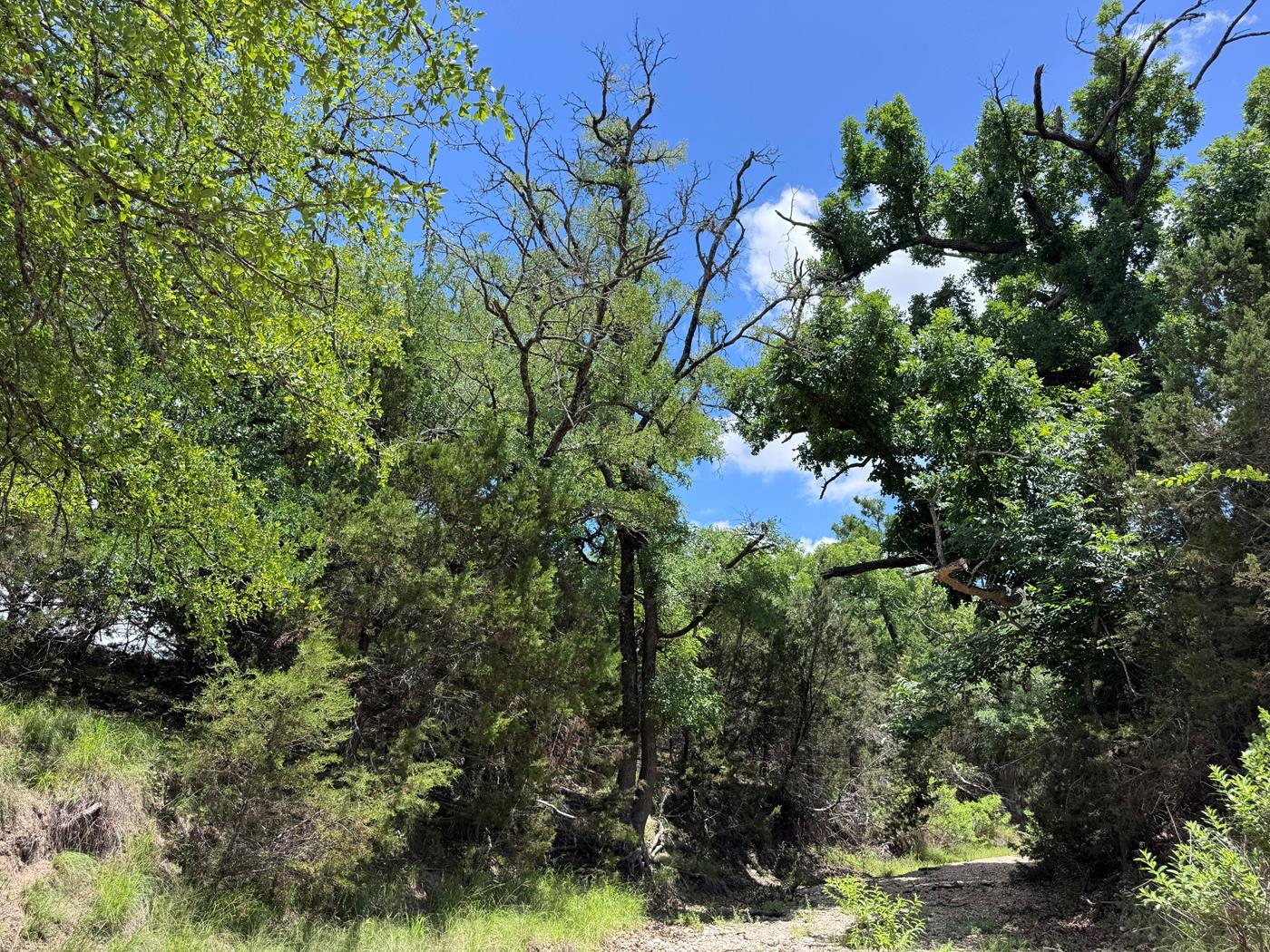312 Oak Stump DR