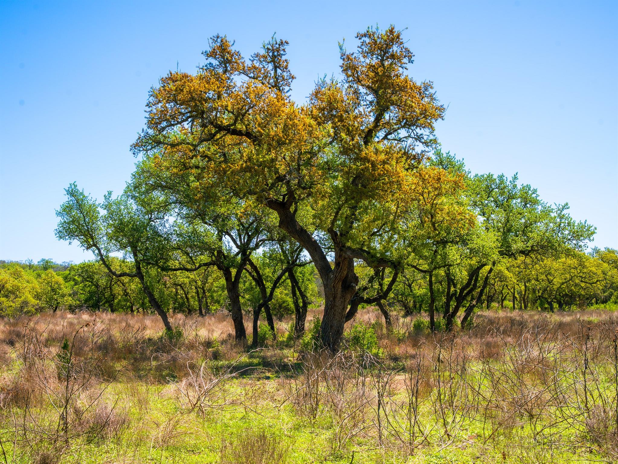 000 Serenity Springs RNCH