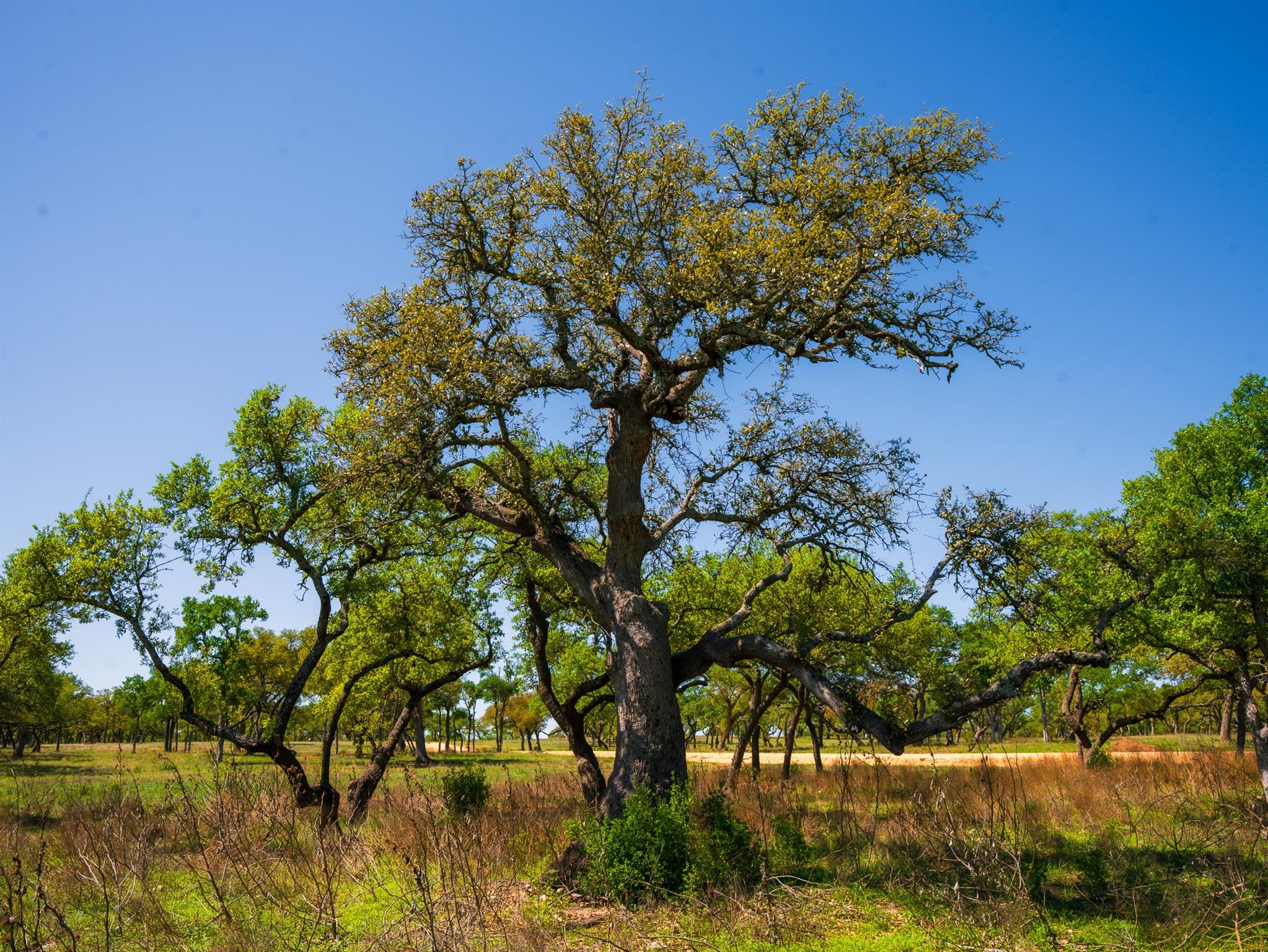 000 Serenity Springs RNCH