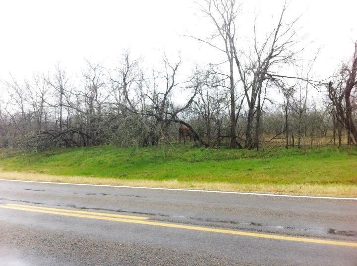 Photo 18 of 20 of 277 FM 672 land
