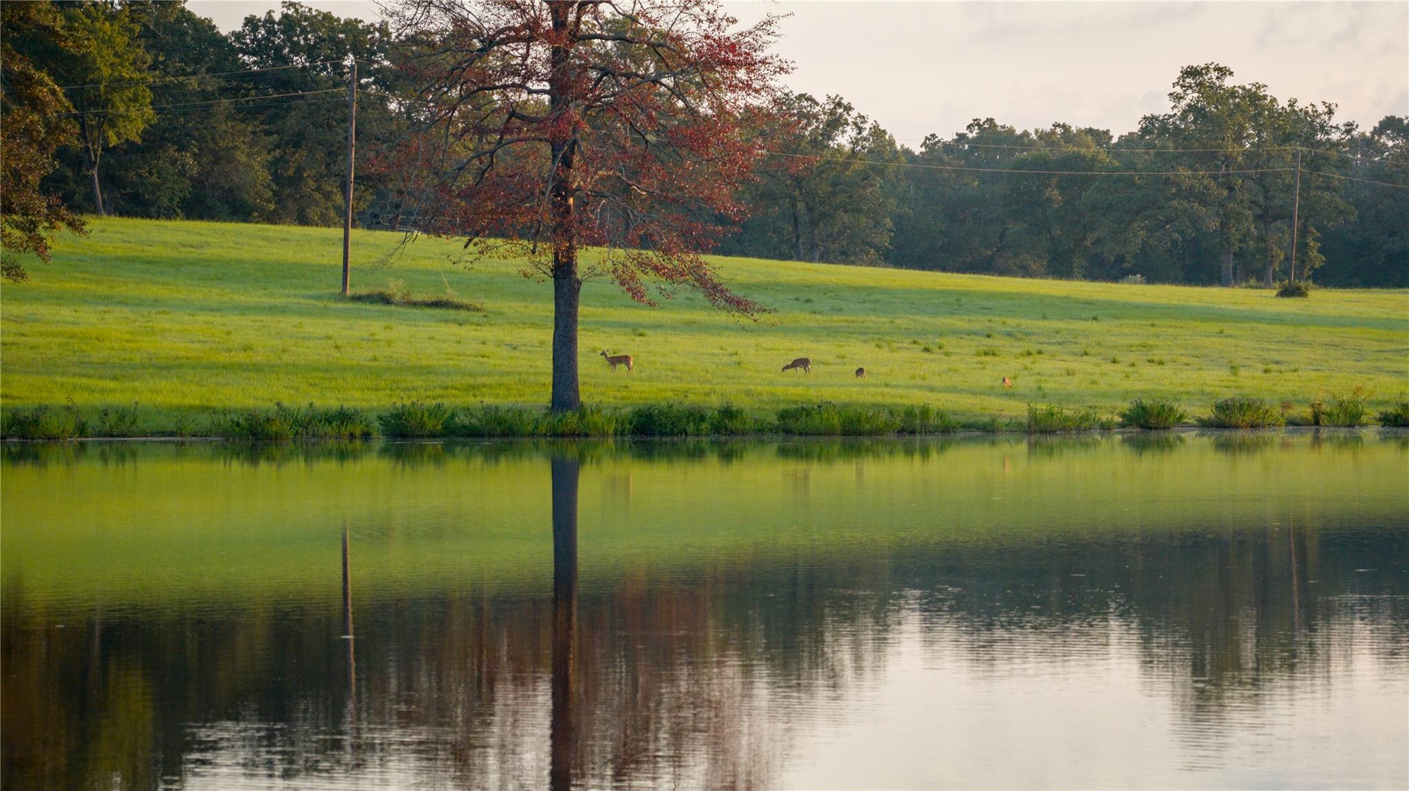 1577 County Road 431