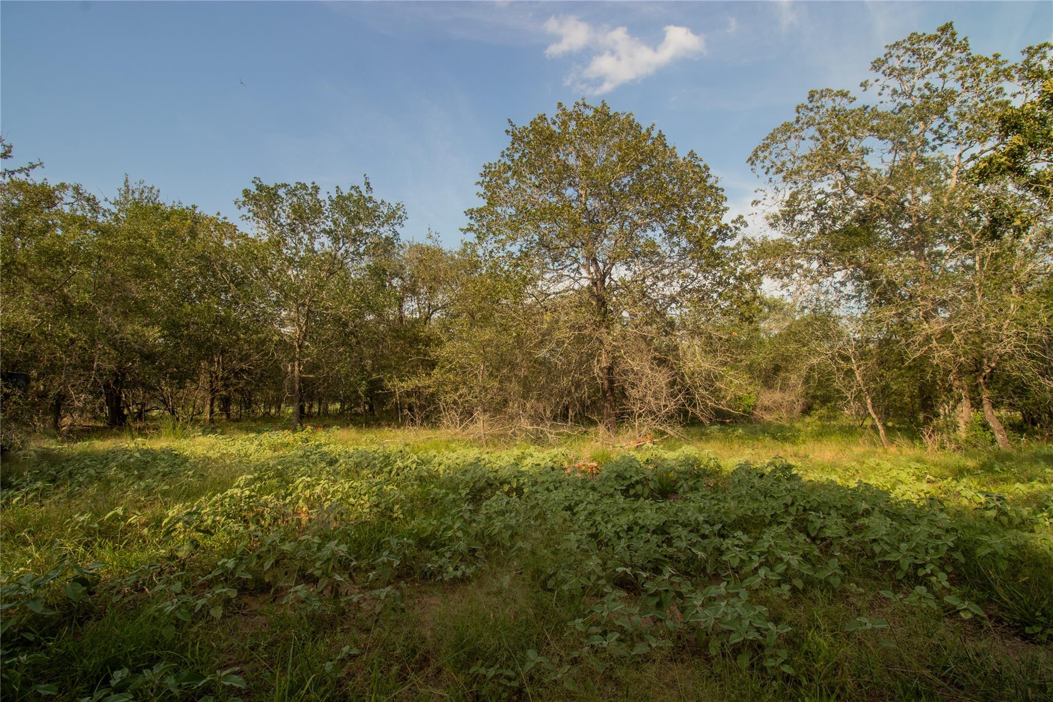 437 Firefly Field LN