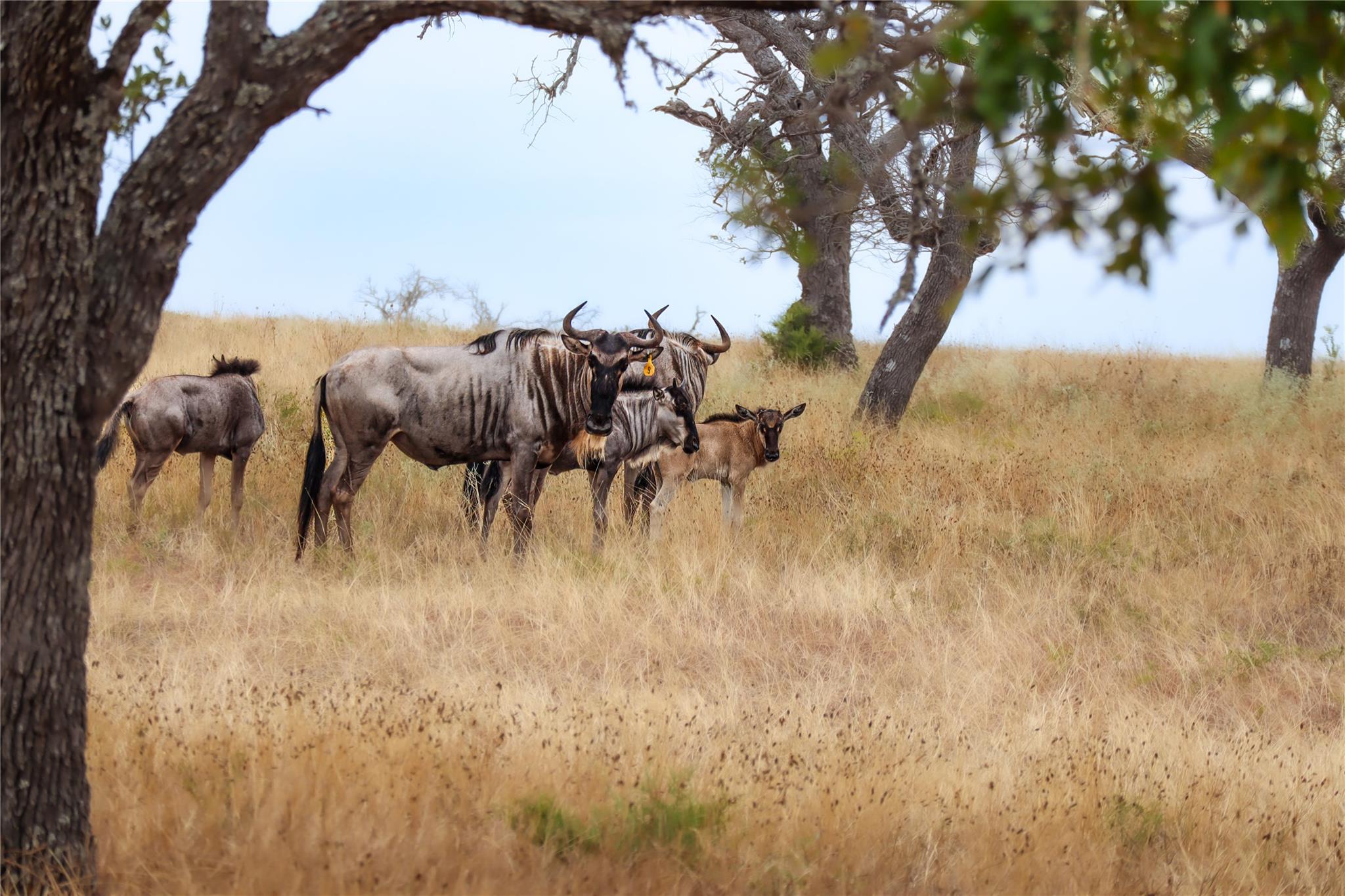 16acre Goose Landing WAY Lot 21-22