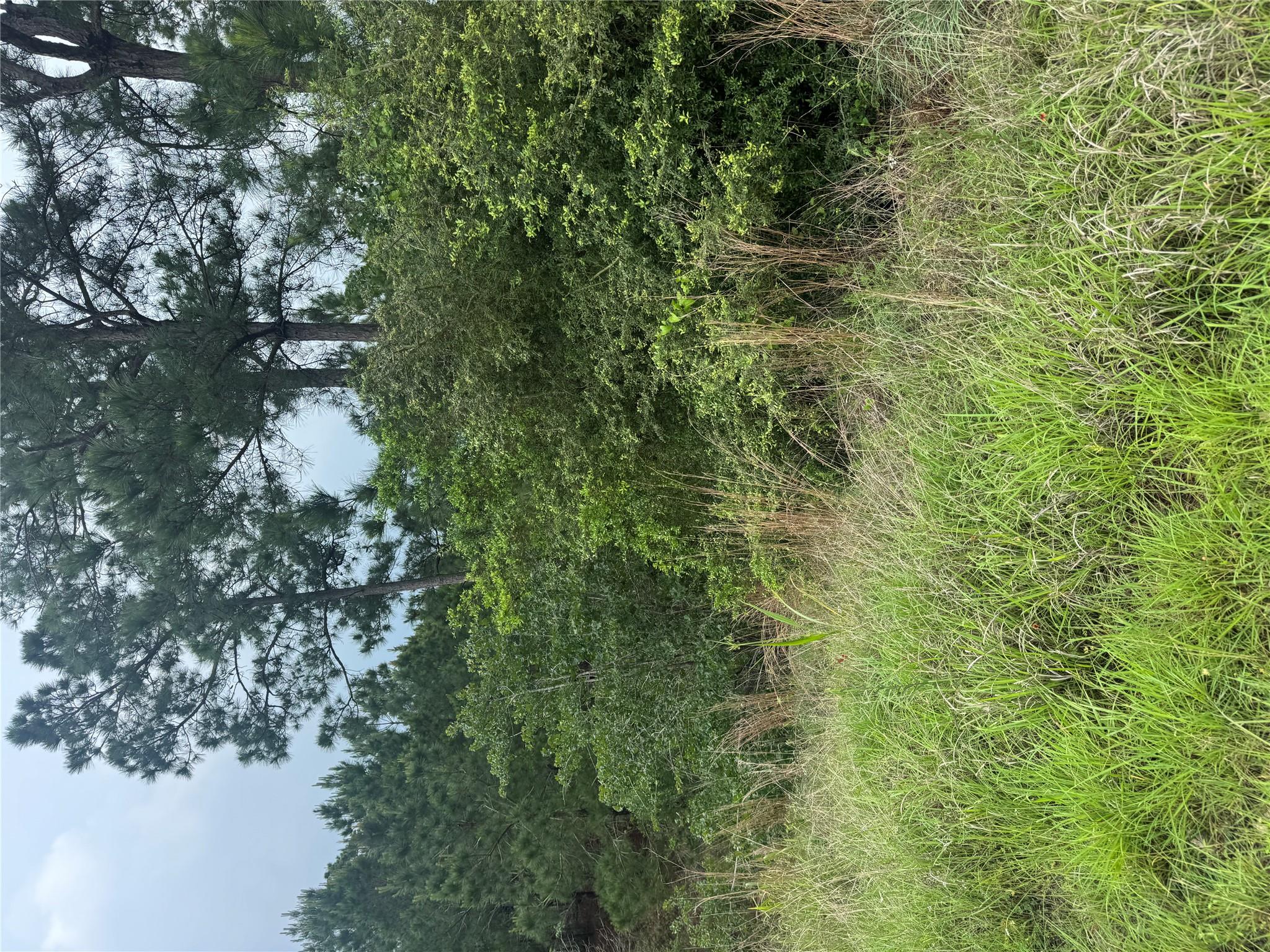 Lot 1614 Kaanapali LN