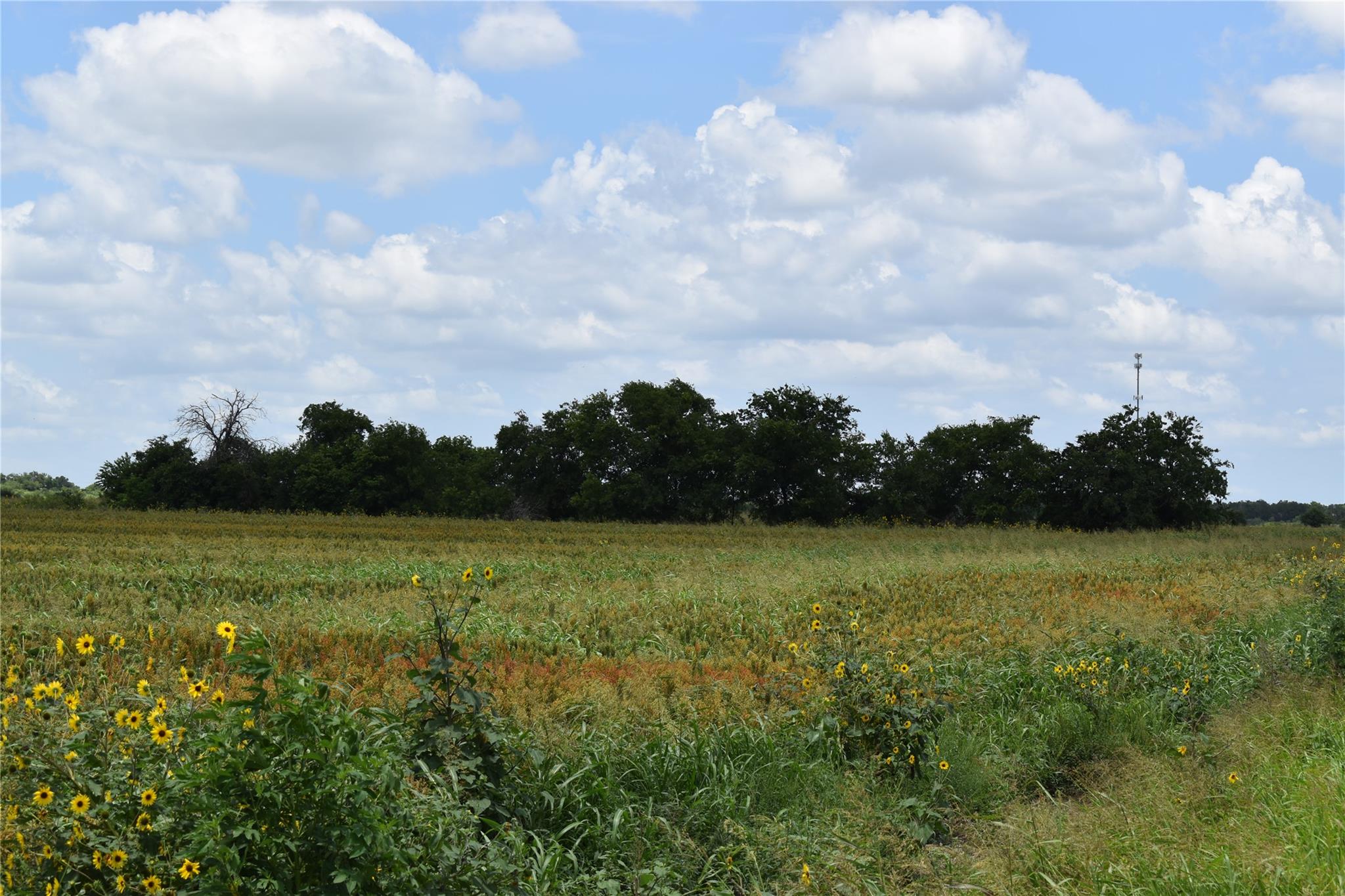 TBD County Road 109
