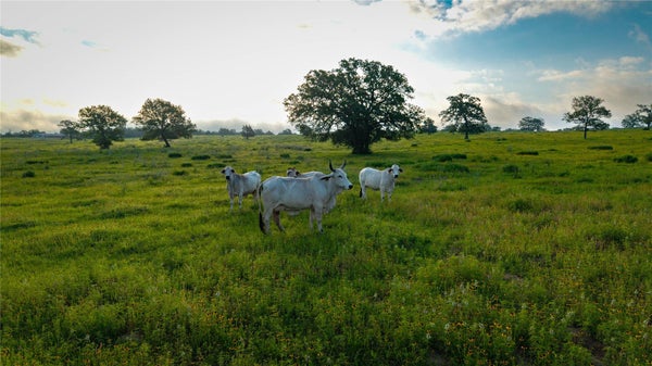 109 HOFFEREK RD, ROSANKY, TX 78953 - Image 96fdaf8573e23eae5ad24df60f2314bf/3068462983