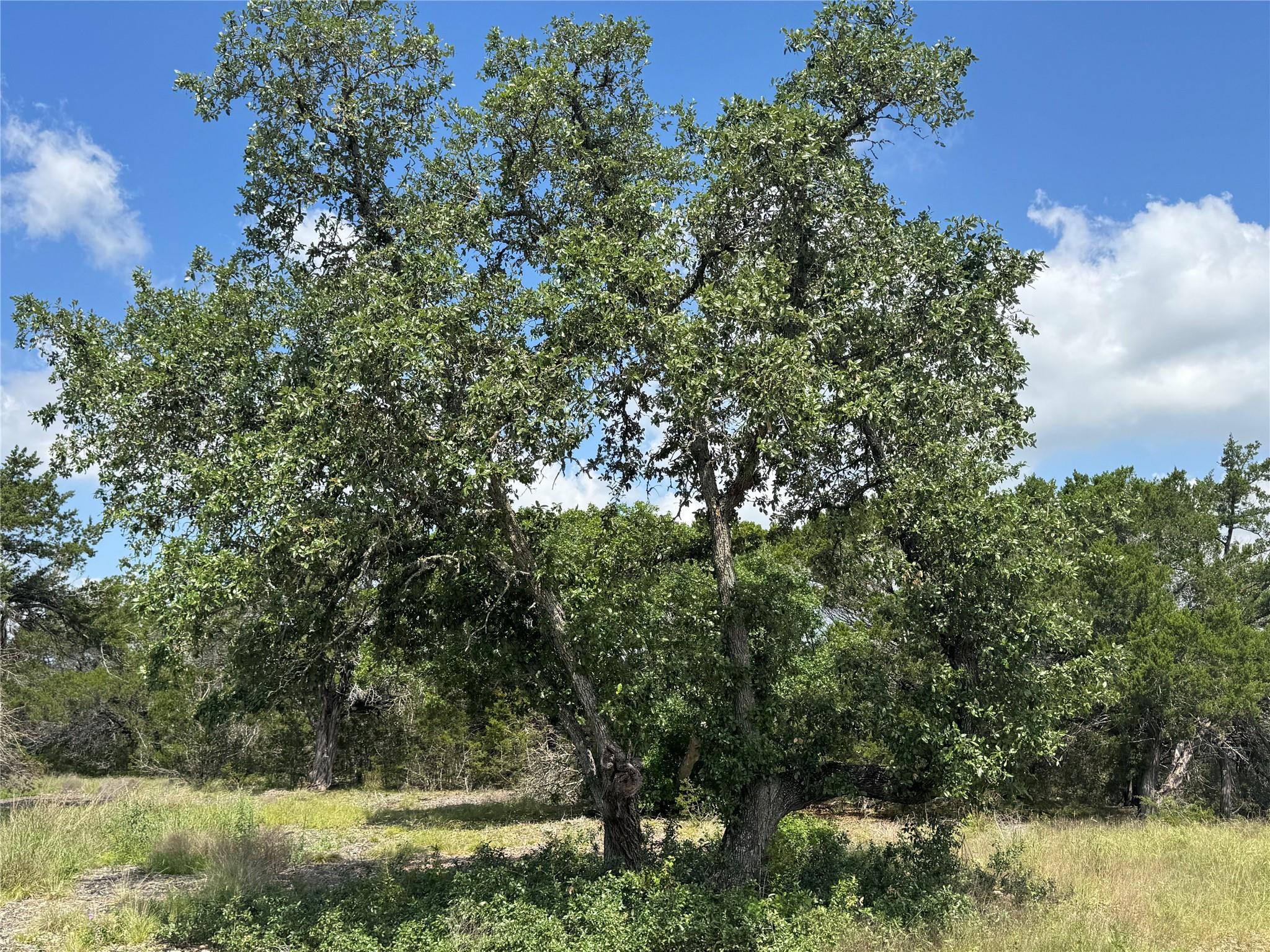 Lot 37 Riparian Elm RD