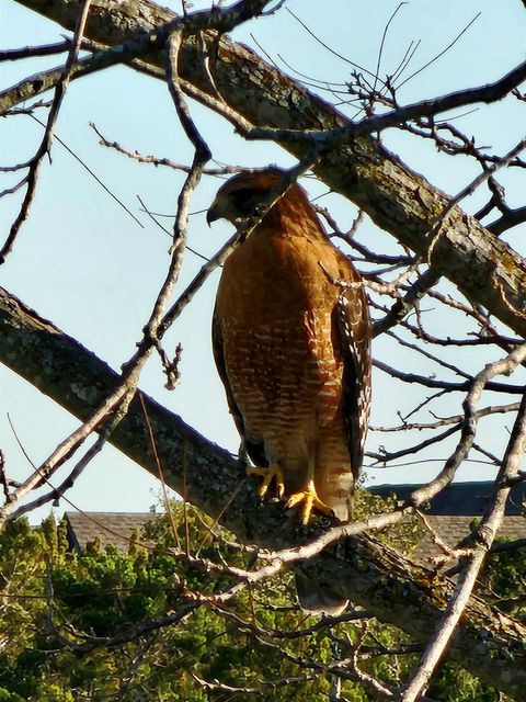 Tiny photo for 4705 Foster Ranch RD, Austin, TX 78735 (MLS # 1217649)