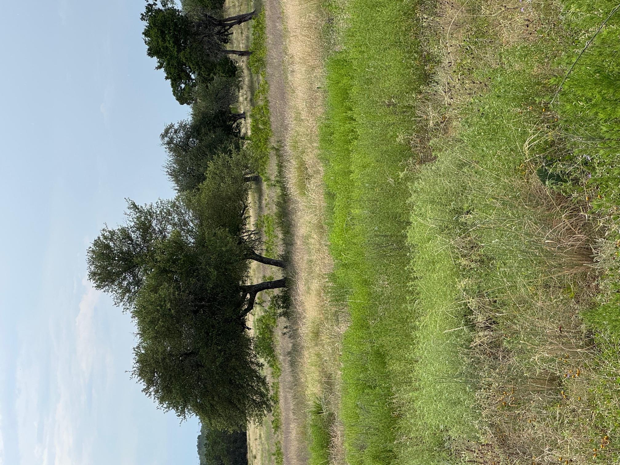 251 Pioneer TRL