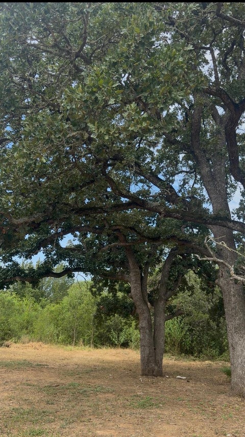 Photo of 176 Whispering Pines DR, Bastrop, TX 78602 (MLS # 9948152)