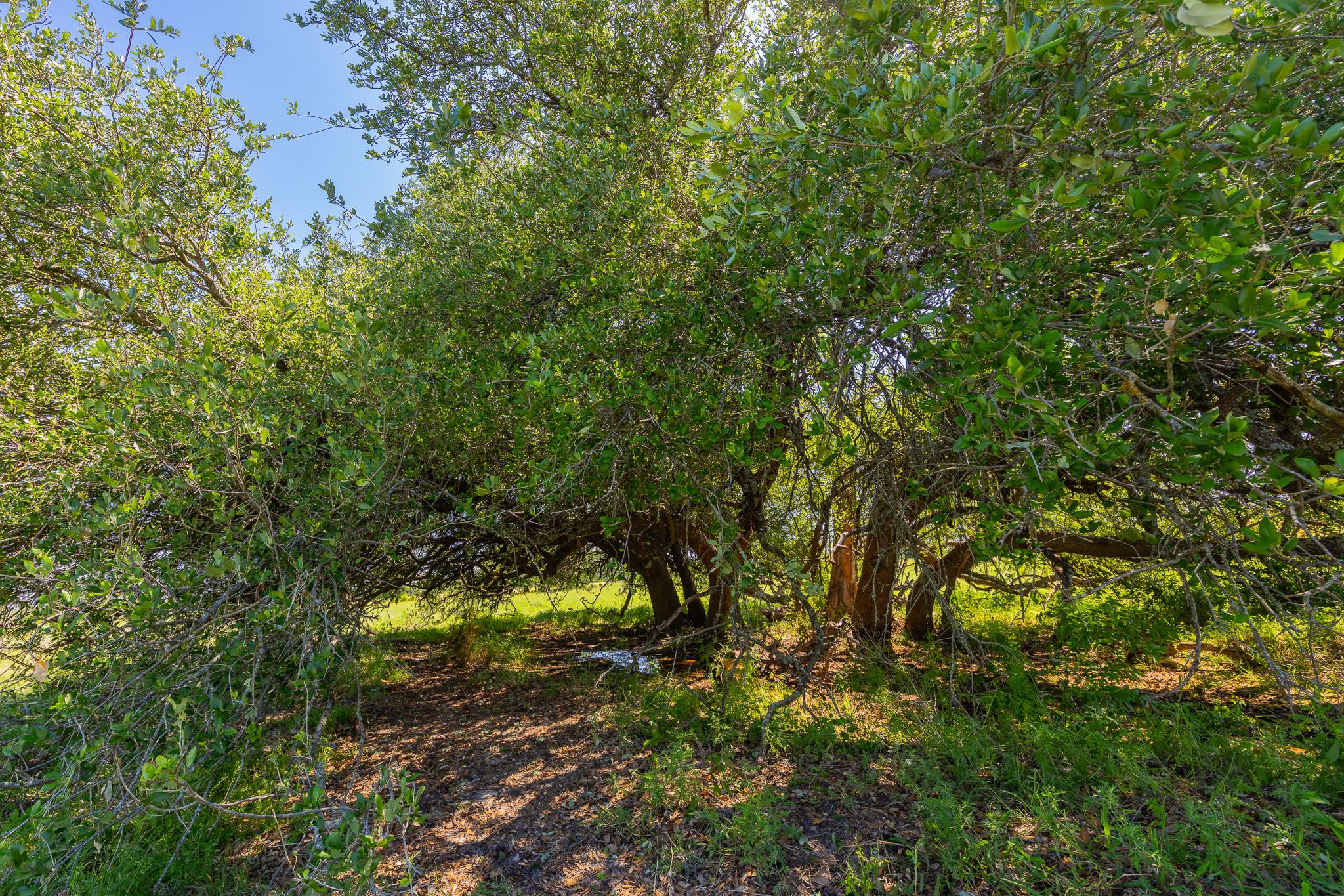 TBD County Road 180 Mesquite Hollow Ranch RD