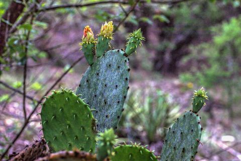 Tiny photo for 18333 Hidden Ridge PL, Leander, TX 78645 (MLS # 8406282)