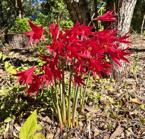 Tiny photo for 7607 Forest Wood RD, Austin, TX 78745 (MLS # 7196304)