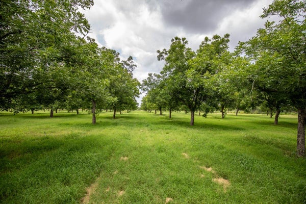 2432 COUNTY ROAD 402, FALFURRIAS, TX 78355 - Image a48e93a5b4e5de2d55fdddba3eab4e66/1525467475