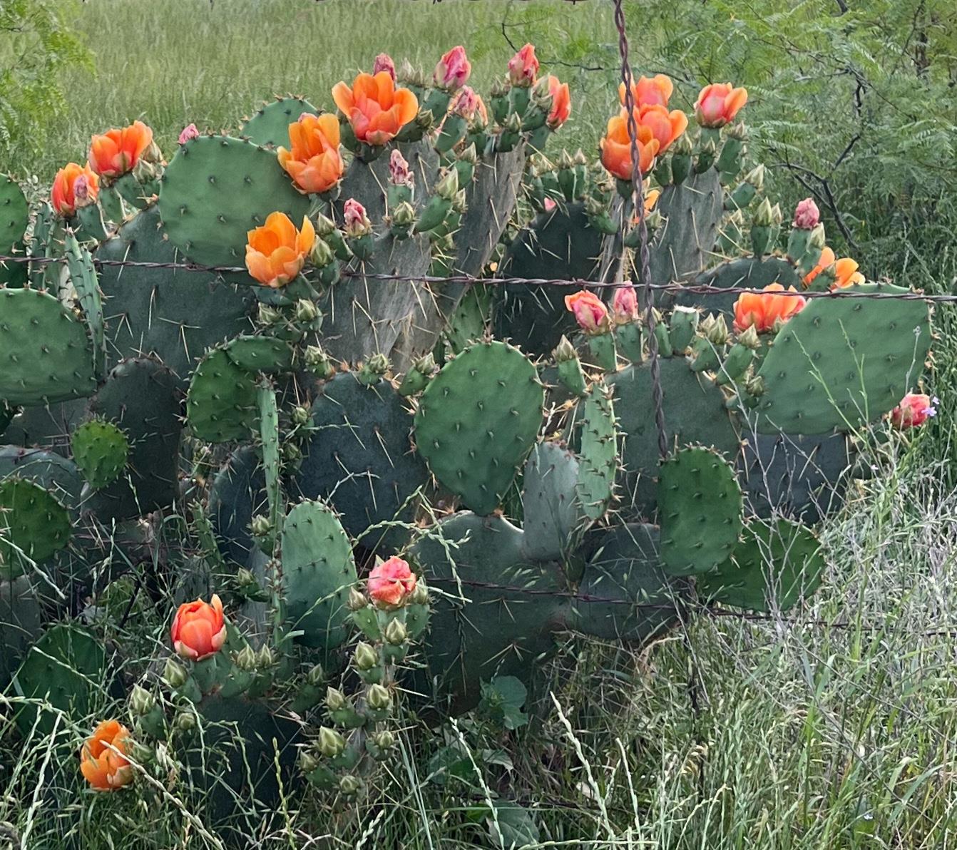 410 Simmons Family Farm RD