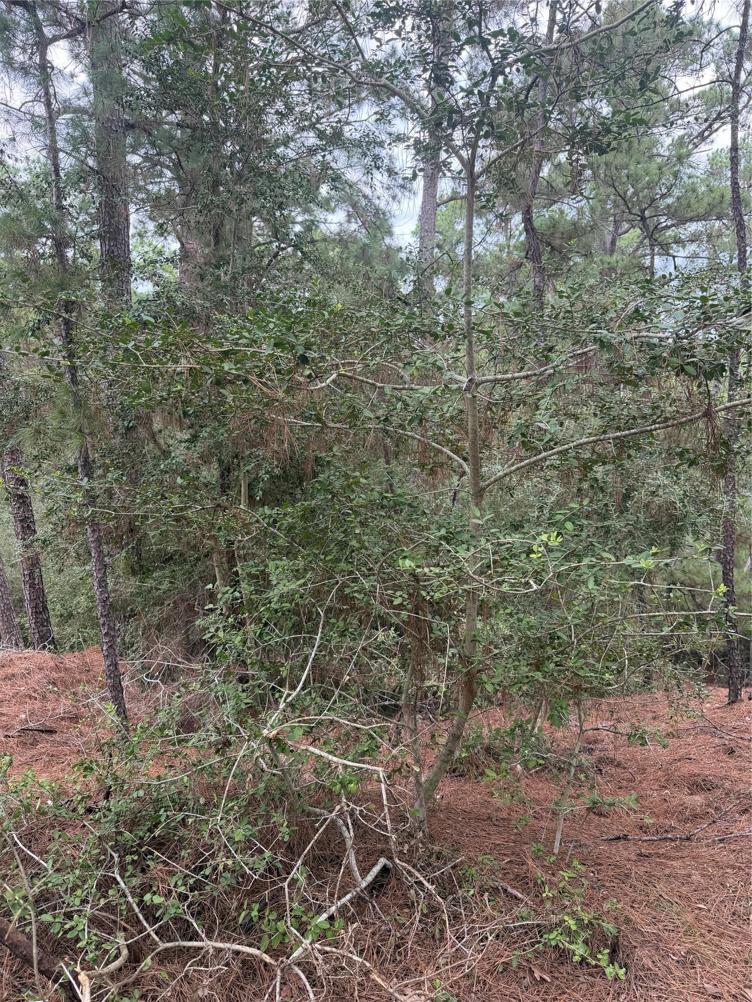 Lot 69 and 70 Taro CT